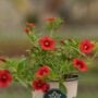 Calibrachoa – Cabaret Orange Improved – 4.5″ Pot